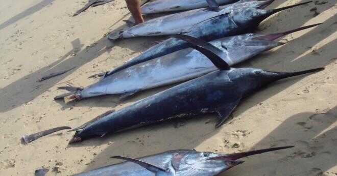 Vad är den största blå marlin någonsin fångats?