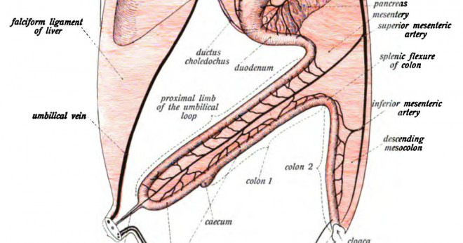 Vad är funktionen av intestins?