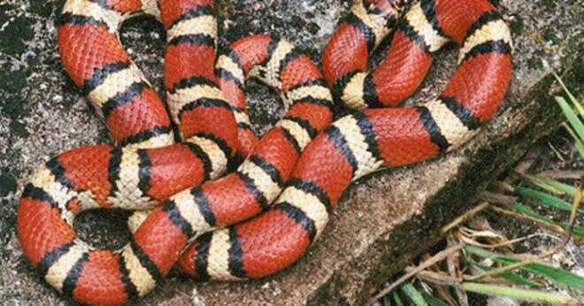 Vilken sorts orm har en orange tunga?