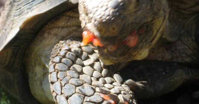 Vad göra om en levande sköldpaddor skal är trasig nära frambenen?