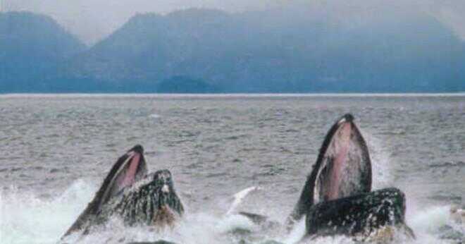 Hur många valar är en grå whale pod?