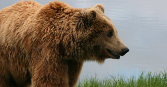 Är ordningen för björnen verkliga eller inte?
