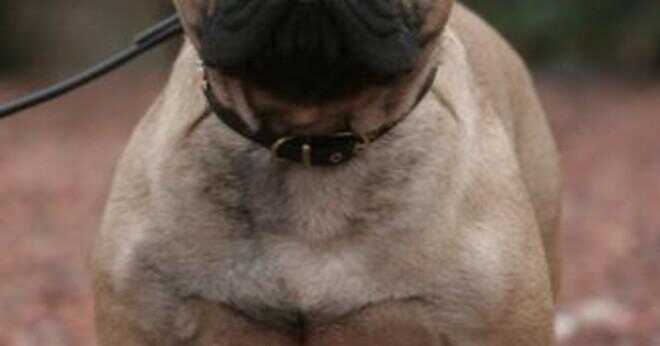 Hur stor får fransk bulldogs?