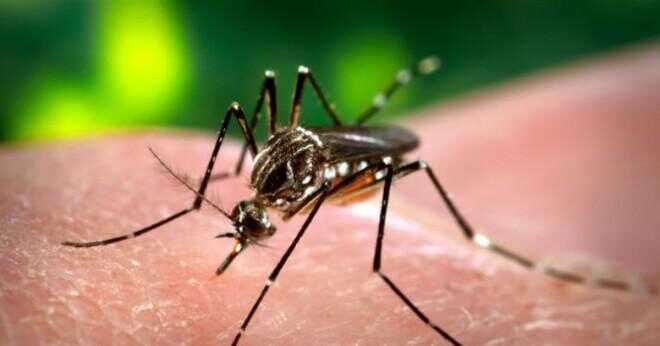 Hur uttalar "Dengue" som i denguefeber?