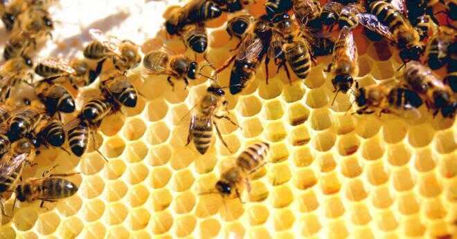 Vad är livslängden för en honungsbinas registreringsdatafilen?