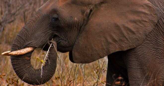 Varför är elefanter rynkig?