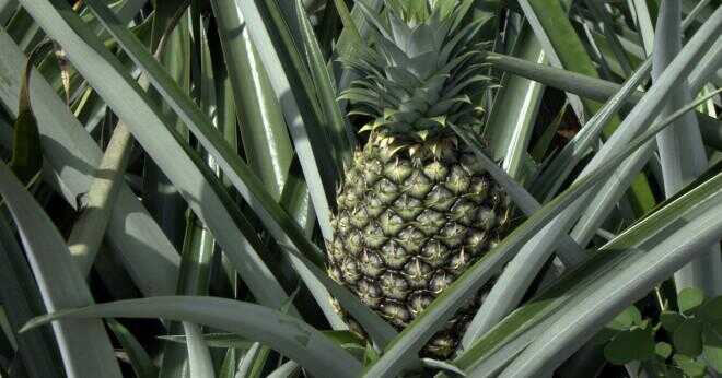 Vad är ursprunget till ananas som en symbol för gästfrihet?