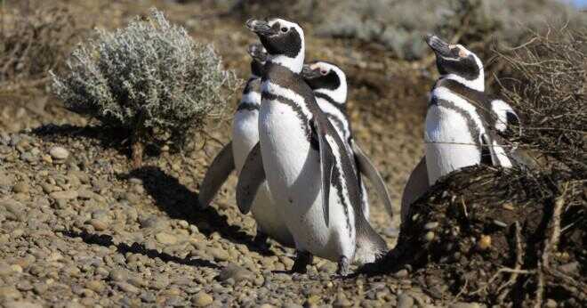 Vad är strukturella och beteendemässiga anpassningar av pingviner?