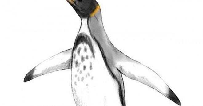 Varför pingviner har vingar som ser ut som flipper?