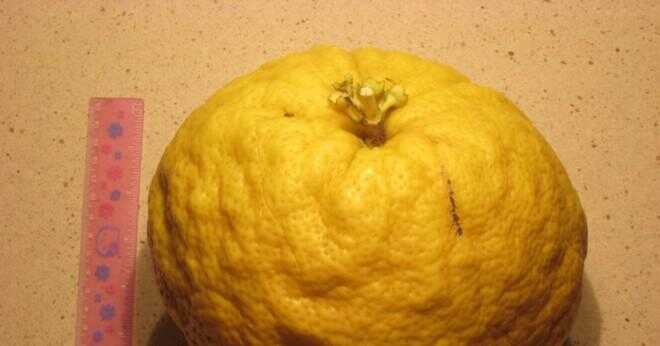 När kan du beskära din citron träd?