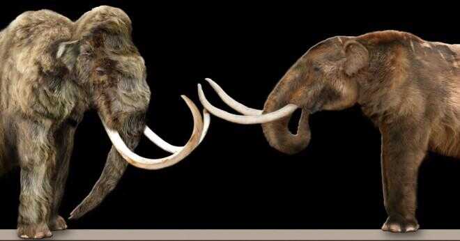 Dödade Australopithecus ullig mammut?