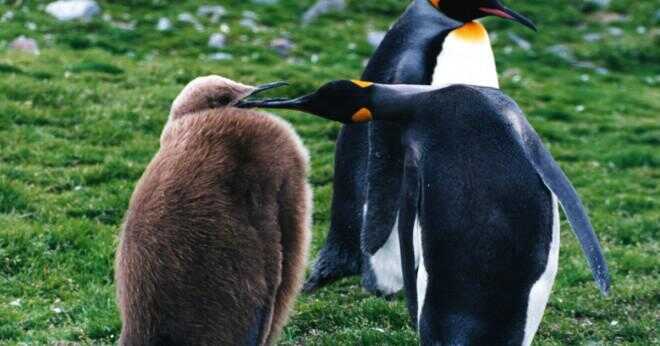 Hur länge kan en macaroni penguin hålla andan?