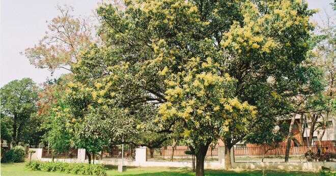 Hur lång tid tar det innan mangoträd växer mango?