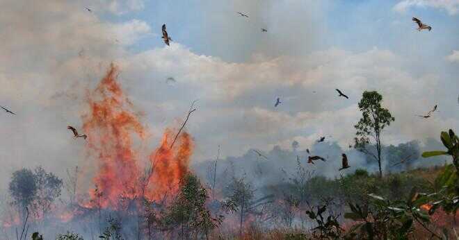 Hur många djur dör per år från skogsbränder?