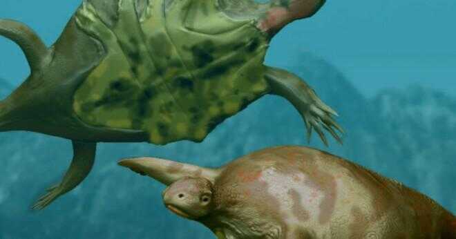 Hur kan havssköldpaddor leva under vatten.?