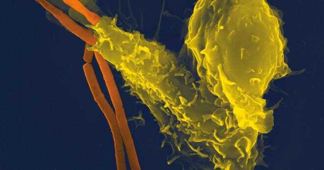 Gör antikroppar direkt attack T celler?