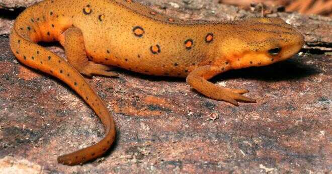 Namnet på nordamerikanska vattenlevande salamander börjar med bokstaven A?