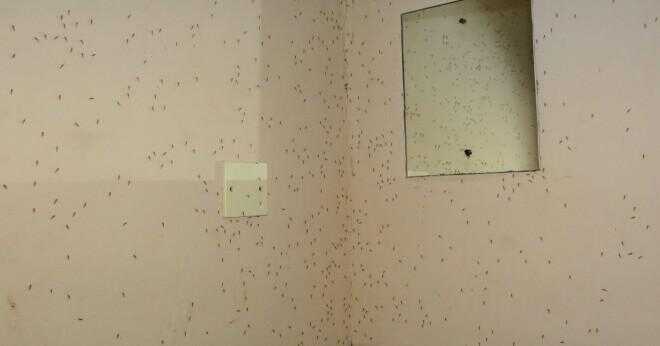 Finns det myggor i mauritius?