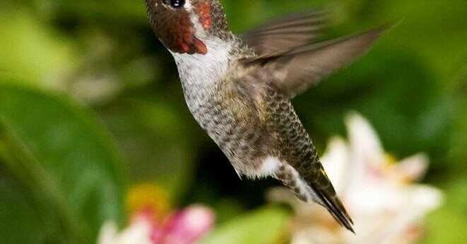 Hur många kalorier en kolibri förbrukar på en dag?