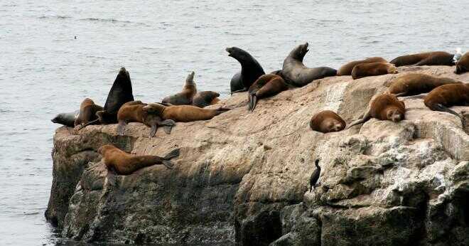 Vad kallas baby Seal Lions?