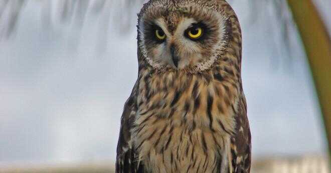 Vilken färg är en kort eared owl?
