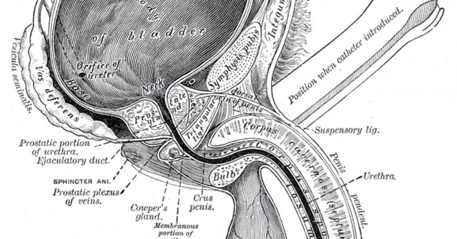 Vad delen av urinröret passerar genom prostatakörteln?