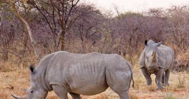 Vad är en noshörning tusk gjord av?