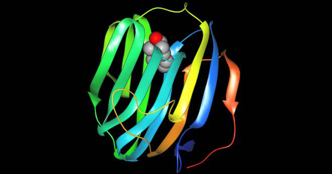 Vad mag-enzym finns i saliv och vad det smälta?