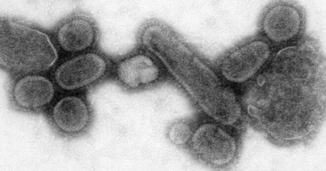 Vad är vetenskapliga namn av influensa patogen?