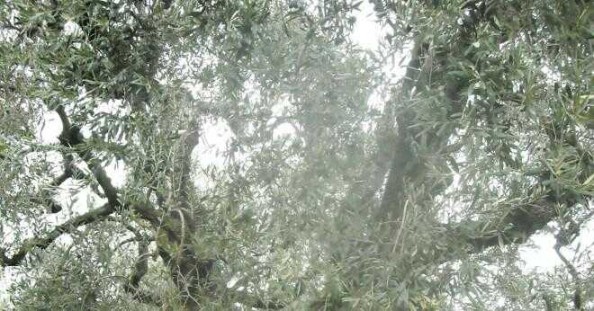 Vad heter Tagalog av olivträd?