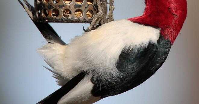 Varför är kolibrier inte rädd för stora däggdjur eller fåglar?