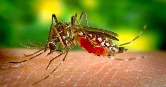 Kan mygga överföring hepatit?