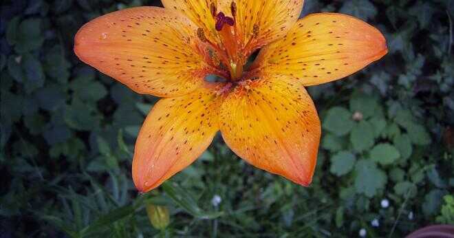 Vad är det vetenskapliga namnet på lily?