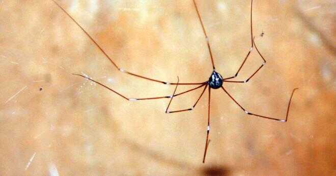 Är spindlar med orange ben giftiga?