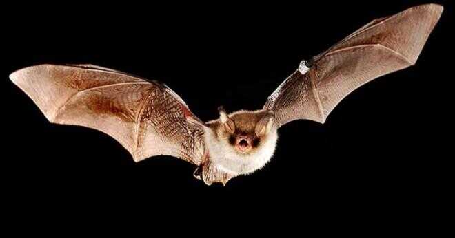 Vad kallas en baby bat?