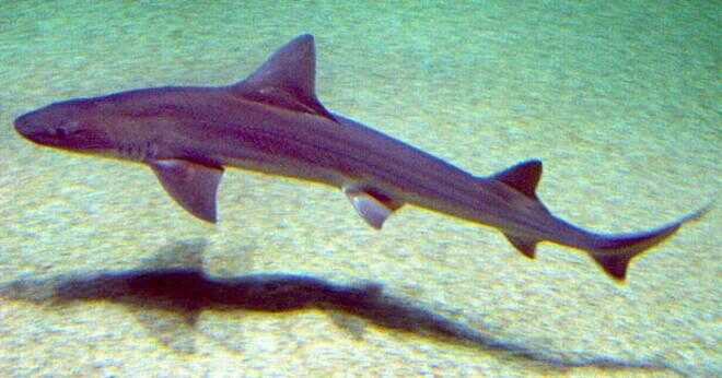 Vad är den fisk som följer andra hajar äta vad hajen dödar?