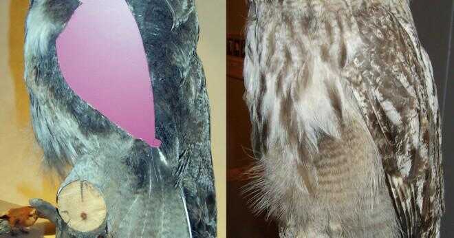 Hur ser en great horned owl ut när den är född?