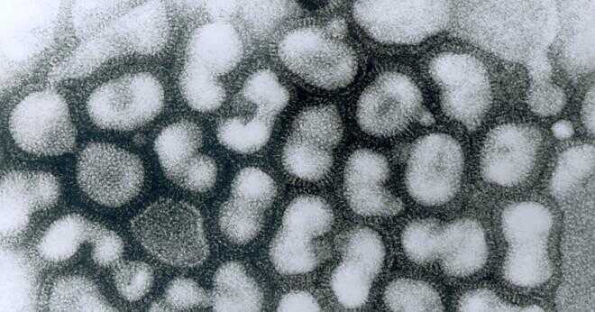 Skillnaden mellan H1N1 och H5n1?