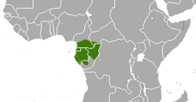 Vilket hav gränsar det afrikanska landet av Gabon?