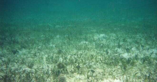 Vilka arter finns nedbrytare i korallrev?