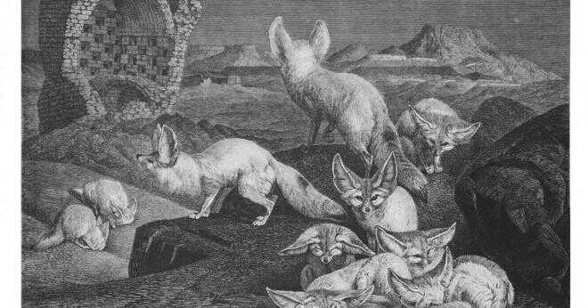 Varför fennec fox har stora öron?