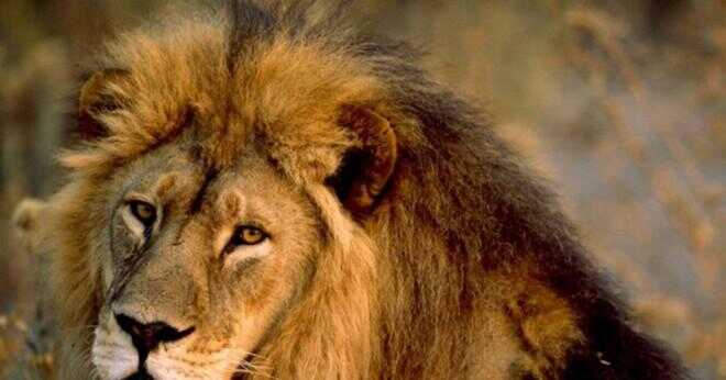 Hur många ton väger en manlig vuxen lejon?