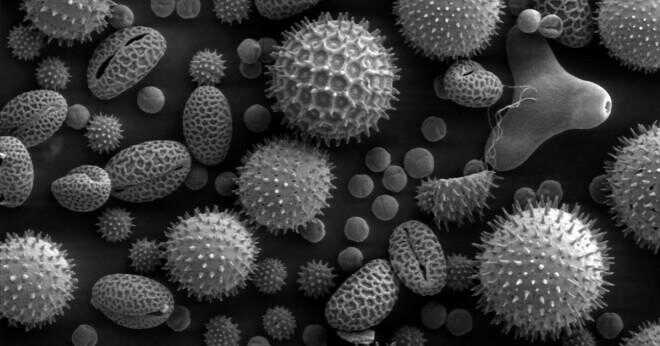 Kan pollen ge dig en huvudvärk?