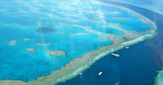 Vad är ett exempel på en Great Barrier Reef näringskedja?