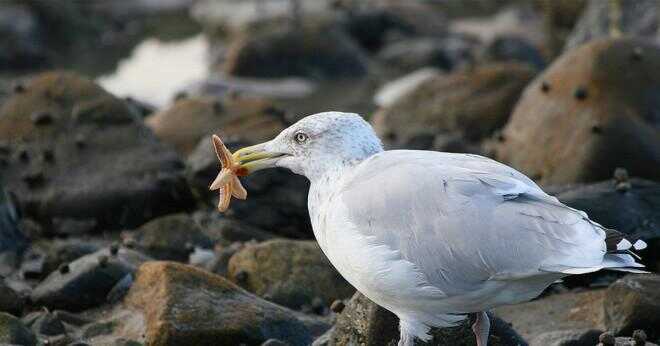 Vad är namnet på en stor vita havet fågel med sju bokstäver?