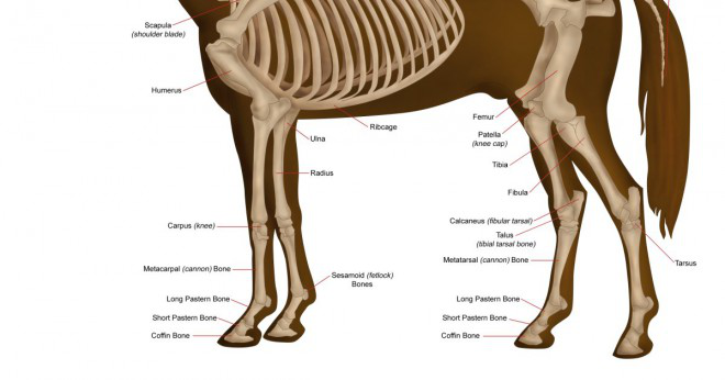 Vad är den största hästen i världen och hur mycket han eller hon väger?