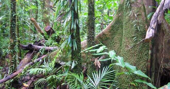 Vad är livsmedel som finns i regnskogen?