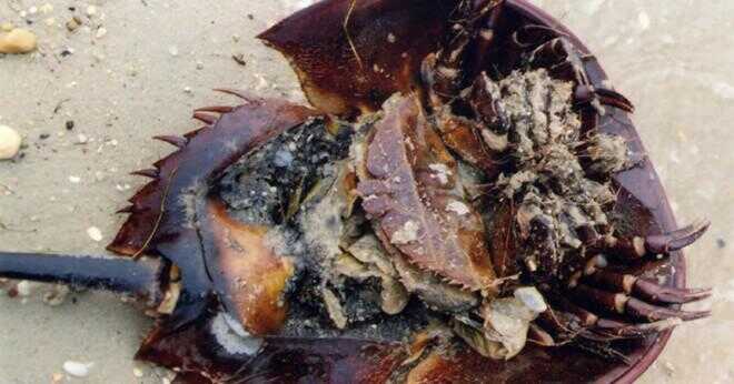 Vad gör en krabba använder sin mandibles för?