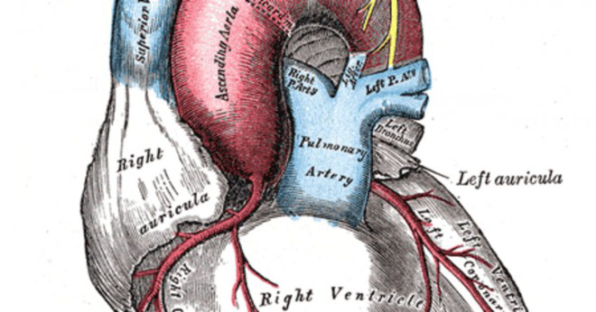 Hur stor är den aorta artären?