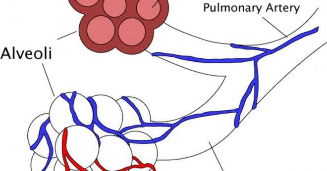 Hur fungerar gasautbytet i alveolerna?